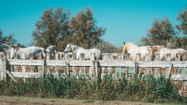Camargue chevaux